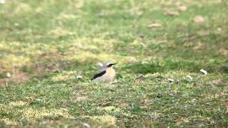 Male Northern Wheatear - Greenland’s Farm - 17/03/20