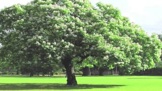 Catalpa For Sale Online $2.50