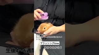 【こむぎのブラッシング】 最後の寝顔が天使！#ネザーランドドワーフ #うさぎ #bunny #ペット