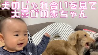 ダックスとミックスのじゃれ合いを見て喜ぶ生後４ヶ月の赤ちゃん