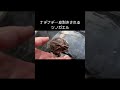 ナデナデ⇨皮剥きされるツノガエル2024.11.13 frog pacmanfrog クランウェルツノガエル ツノガエル