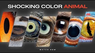 Animals See Colors We Can't Even Imagine