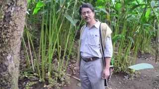 A Bengali documentary of cardamom cultivation (এলাচ উৎপাদন)
