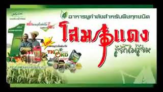 สรรพคุณโสมแดง 0899801929