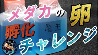 【めだ活】メダカの卵孵化チャレンジ！(前編）