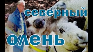 Француз учится кормить северных оленей #Shorts