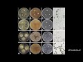 trichoderma a brief over view. information from a study on trichoderma.