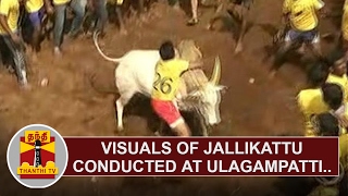 Visuals of Jallikattu conducted at Ulagampatti | Thanthi TV