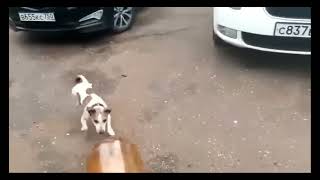 Dog Plays with Plastic bottle then explodes 😰😰
