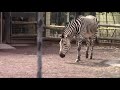 バックヤードの家族とコミュニケートをとるシマウマ「ビリー」 （夢見ケ崎動物公園）mountain zebra