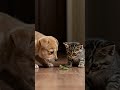 adorable reaction puppy and kitten discover a grasshopper