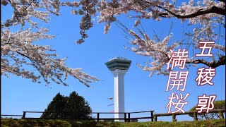 2021.4.27 函館の花見の名所五稜郭公園