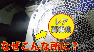 【東京湾奥釣行】まさかこんな所でこんな高級魚が？！