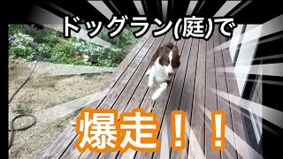 ドッグラン(庭)で子犬の喜びが大爆発しました【ボーダーコリー】