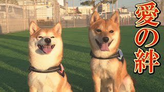 It was amazing to see the puppy transform from mother to big sister as she became an adult.