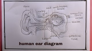 how to draw human ear diagram step by step/human ear drawing