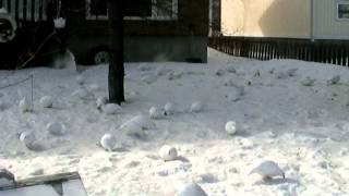 Dozens of Ptarmigan Feeding in Yellowknife