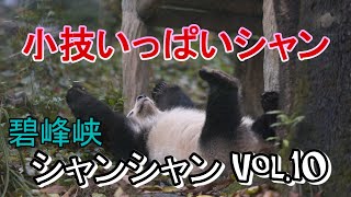 碧峰峡シャン Vol.10 小技いっぱい【Giant panda Xiang Xiang】