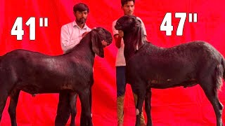 47” \u0026 41” Tall Beetal Khassi Bakre at Mannat Goat Farm Ahmedabad