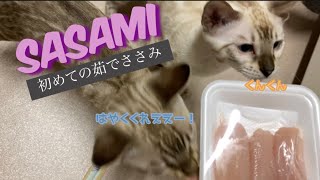 ベンガル子猫が初めてささみを食べた時の反応がこちらです