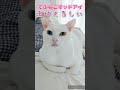 【でぶねこオッドアイ】この子は知らない。自分の体重を。 猫のいる暮らし 猫 ねこ 白猫 でぶねこ デブ オッドアイ オッドアイ猫 体重 重い 苦しい 我慢