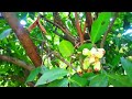 നിർബന്ധമായും നടേണ്ട പഴചെടികൾ fruit plants in pot pazhachedikal pazhachedikal