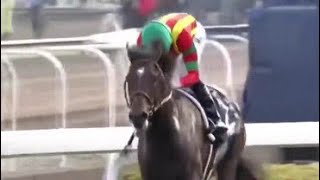 香港カップ （ＧⅠ）　モーリス（滿樂時）牡５　57　R.ムーア　2016.12.11　　出走馬：ステファノス（善得福）、ラブリーデイ（朗日清天）、クイーンズリング、エイシンヒカリ（榮進之光 ）他