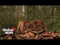 400-year-old Douglas Fir tree cut down in Stanley Park