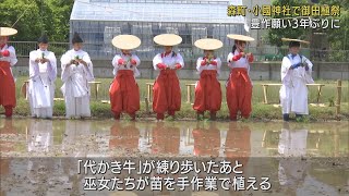 ３年ぶりに豊作を祈願する御田植祭　巫女さんたちが田んぼに苗を…３４０年前からの神事　静岡・森町