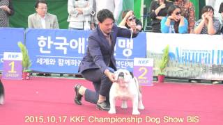 2015.10.17 KKF Championship Dog Show BIS