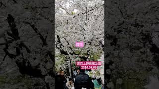 【東京賞櫻】上野恩賜公園 櫻花樹下野餐 2024.04.06 #東京 #お花見