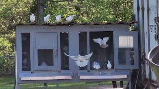 Iranian pigeons in GA USA 🇺🇸