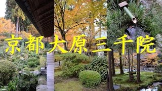 【関西お出かけスポット】 京都 大原三千院 紅葉映像　Kyoto Ohara Sanzen autumn leaves image