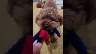 Toy Poodle's Favorite Toy Condition