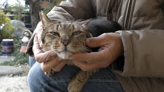 【地域猫・保護猫】我が儘な鍵隊長‼お膝アトラクションを独占‼乗りたくても乗れないスラリン隊員の後姿が悲しい・・・【魚くれくれ野良猫製作委員会】