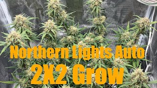 Northern Lights Autoflower in 2x2 | GROW 1/4lb for less than $200!