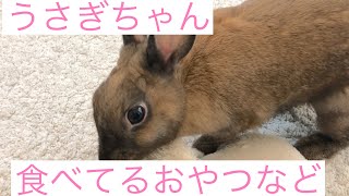 【うさぎちゃん】うさぎちゃんのおやつなどご紹介