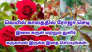 ரோஜா செடியில் நுனி துளிர்கள், இலை சுருள் இருந்த இதை செய்தாலே போதும் // Mithu Fashions