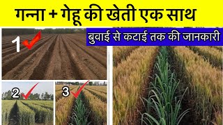 गन्ने के साथ गेहू की खेती कैसे करे ! गेहू + गन्ना | sugarcane + wheat intercropping | gehu ganna