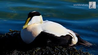 Eider (eend) in de wateren van Texel