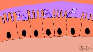 Mechanism of cholera toxin