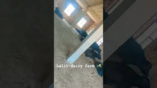 Lalit dairy farm 🚜