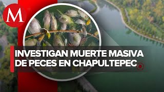 Reportan muerte masiva de peces en Chapultepec; esto respondió el gobierno