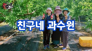 모개의일상 | 친구네 과수원 | 복숭아 적과