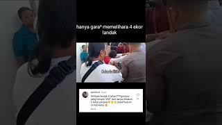 Pria asal bali di tangkap polisi karna merawat landak jawa #shortvideo #beritakini #shortsfeed