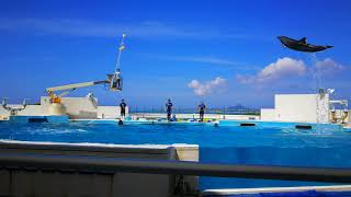 沖縄美ら海水族館　イルカショー