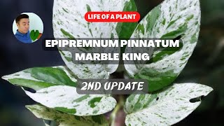 Life of a plant  - Epipremnum pinnatum 'Marble King' (2.5 months update, propagation and repotting)