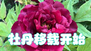 靑石话牡丹芍药  牡丹移栽季节开始   The best season for transplanting tree peonies