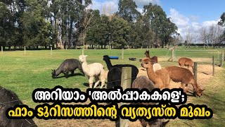 തണുപ്പകറ്റും 'അൽപ്പാക' രോമം; ഫാം ടൂറിസത്തിന്റെ വ്യത്യസ്ത മുഖം| New Zealand