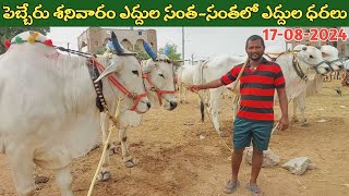 పెబ్బేరు శనివారం ఎద్దుల సంత | Pebbair Saturday Bulls market | Oxen prices | 17-08-2024 ‎@purnafarms 